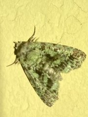 Drobeta poliosema
