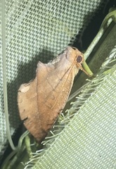 Apela