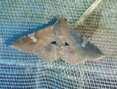 Oxidercia discophora