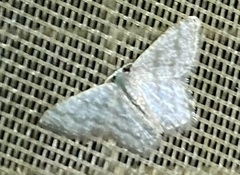 Chloropteryx opalaria