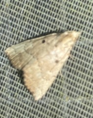 Scolecocampa