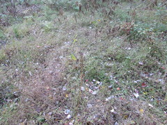 Platanthera peramoena