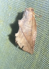 Apela