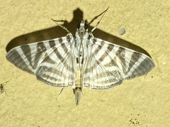 Spilomela