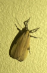 Lycomorphodes sordida