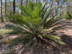 Macrozamia communis