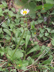 Aphanostephus ramosissimus