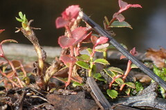 Vaccinium ovatum