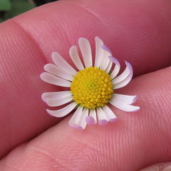 Aphanostephus ramosissimus