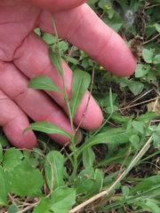 Aphanostephus ramosissimus