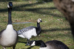 Branta leucopsis