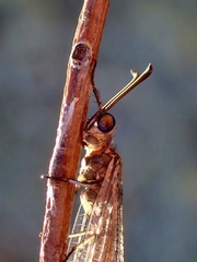 Myrmeleon acer