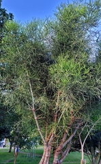 Euphorbia tirucalli