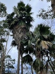 Pritchardia