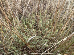 Pimelea spinescens