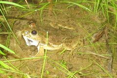 Euphlyctis cyanophlyctis