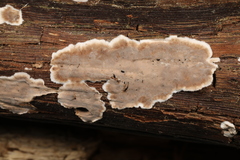 Dendrophora versiformis