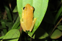 Chirixalus doriae