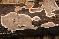 Dendrophora versiformis