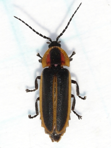 Double Cousin Firefly photo 5