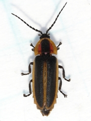 Photinus indictus