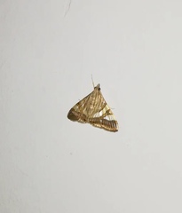 Agrioglypta zelimalis