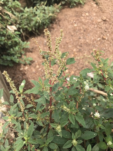 spiny amaranth