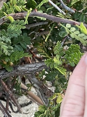 Bursera exequielii