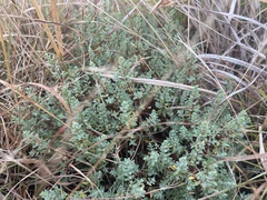 Pimelea spinescens