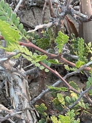 Bursera exequielii