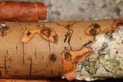 Diatrype decorticata