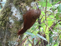 Xiphocolaptes promeropirhynchus