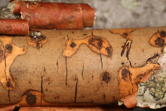 Diatrype decorticata