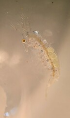 Sididae