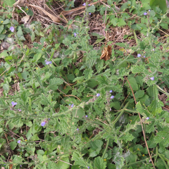 Verbena canescens