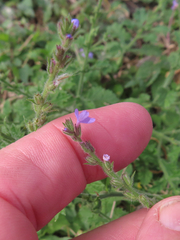 Verbena canescens