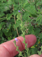 Verbena canescens