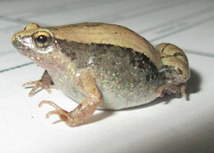 Microhyla mymensinghensis