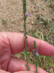 Verbena canescens