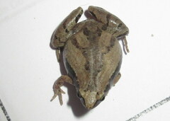 Microhyla mymensinghensis