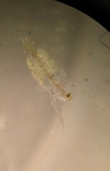Sididae