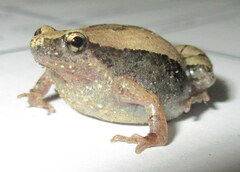 Microhyla mymensinghensis