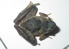 Microhyla berdmorei