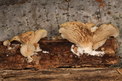 Crepidotus versutus