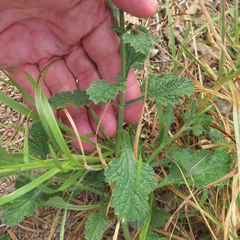 Verbena canescens