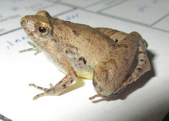 Microhyla berdmorei