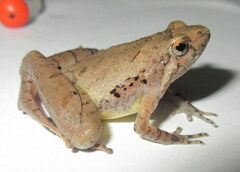 Microhyla berdmorei
