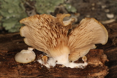 Crepidotus versutus