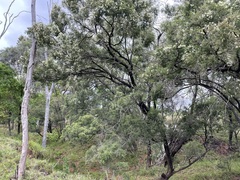 Melaleuca bracteata