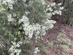 Melaleuca bracteata